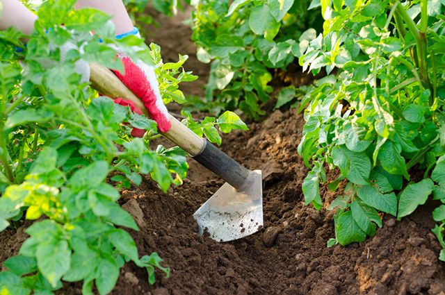 При окучивании помидоров, в почве улучшается влажностный и воздушный обмен