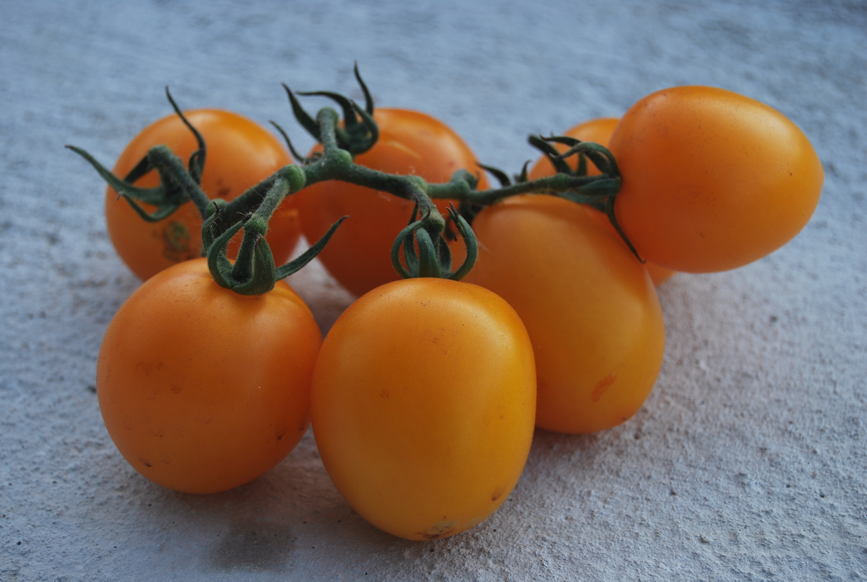 Небольшие томаты прекрасно подходят для консервации