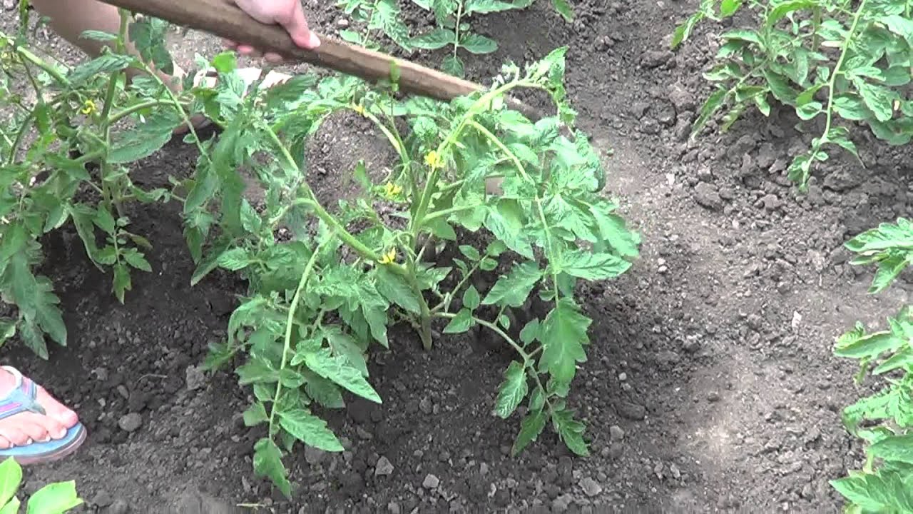 При окучивании помидоров, до корней культуры доходит больше влаги, воздуха и питательных веществ