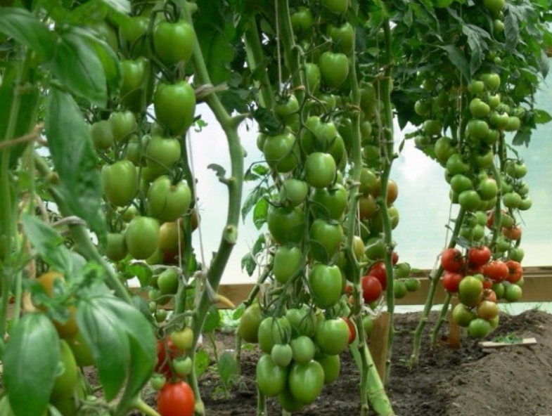 Состав увеличивает урожайность растений как в открытом грунте, так и в теплице
