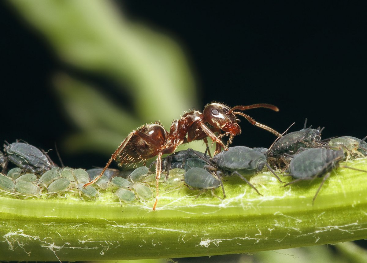 Садовые муравьи способствуют появлению тли. Они выделяют сладкую жидкость, которую любит тля