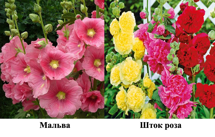 Обычно цветы мальвы однорядные, полумахровые и махровые варианты являются результатом селекции