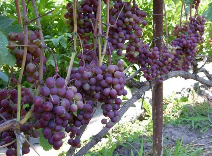 На каждом побеге образуется по 2-3 грозди, поэтому растение буквально увешано ими