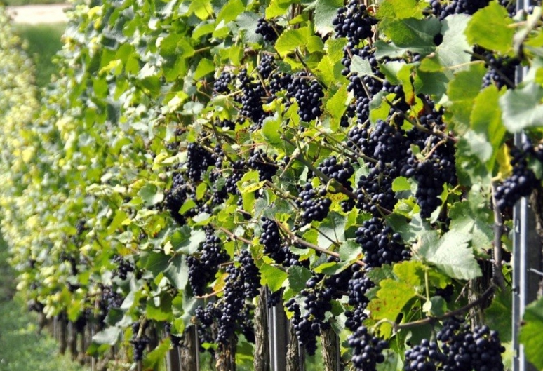 Хорошая освещенность – одно из главных условий хорошего роста и развития винограда