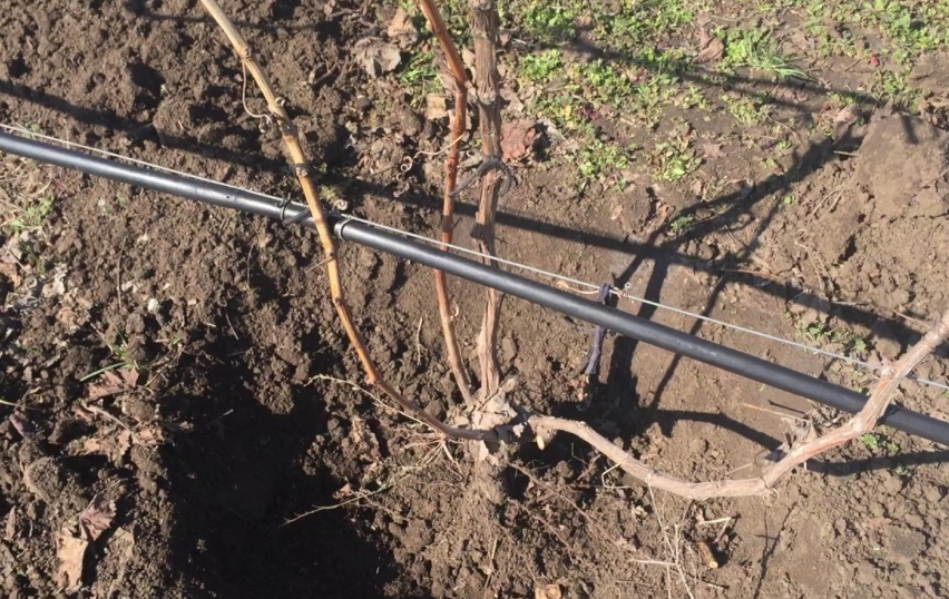 Катаровка – это удаление верхних корней на глубину 25 см, виноград обкапывается по периметру, срезаются все верхние корешки, срезы обрабатываются медным купоросом