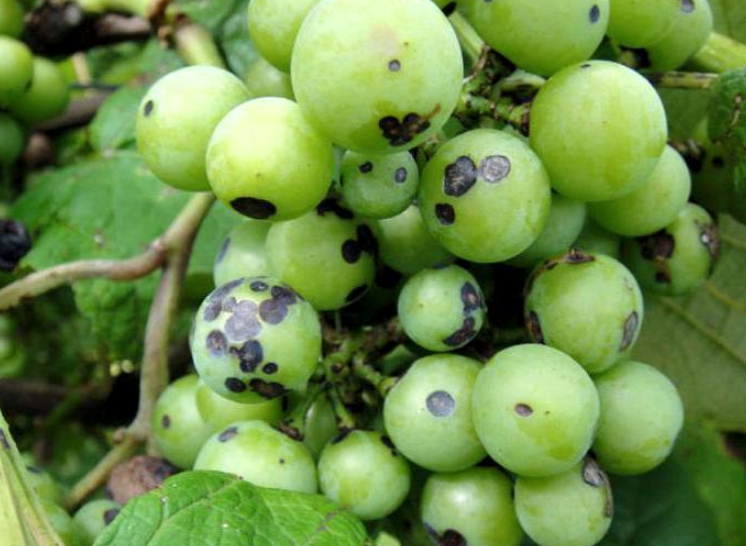 Пораженные ягоды спасти не удастся, их нужно или удалять целыми гроздьями, или вырезать отдельные плоды, если количество невелико