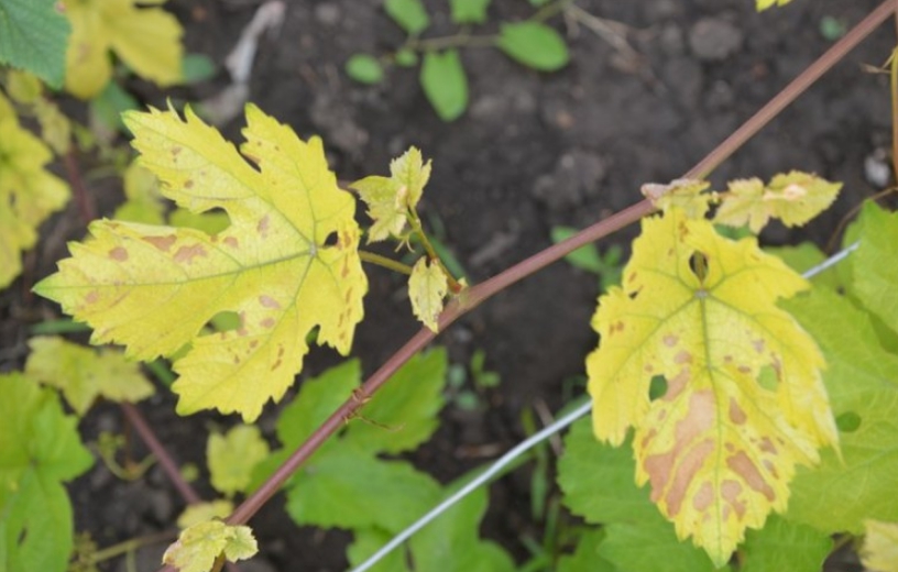 Тонкие, вытянувшиеся побеги и мелкие, желтеющие и сохнущие листья – верный признак нехватки азота в почве
