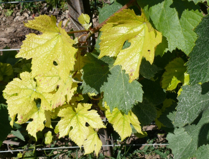 Эта проблема может проявляться в начале на части куста, но со временем желтеет вся листва на винограде