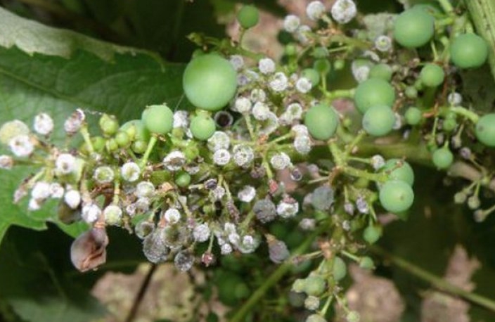 Гниющие ягоды издают характерный неприятный запах, по которому несложно отличить оидиум от других грибковых заболеваний винограда