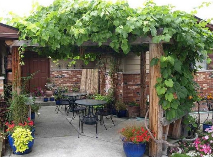 Из винограда можно соорудить полноценное место отдыха на даче или приусадебном участке