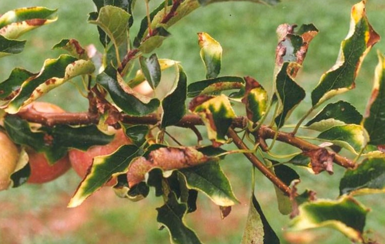 Нередко листва не только желтеет, но и сохнет, это признак нарушения агротехники