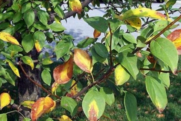 Нехватка железа вызывает изменение цвета листьев и называется хлороз