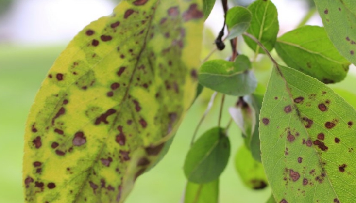 Причина появления черных точек на листьях – заболевание паршой