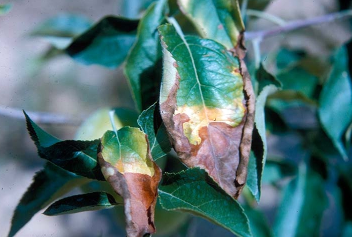 Нехватка питательных компонентов летом особенно опасна, так как поражает не только листья, но и плоды