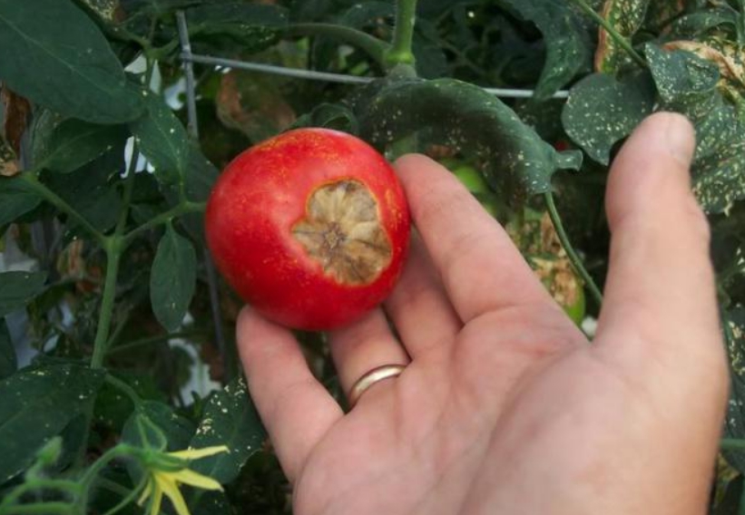 Пораженные верхушки томатов – сигнал о том, что растению требуется срочная помощь