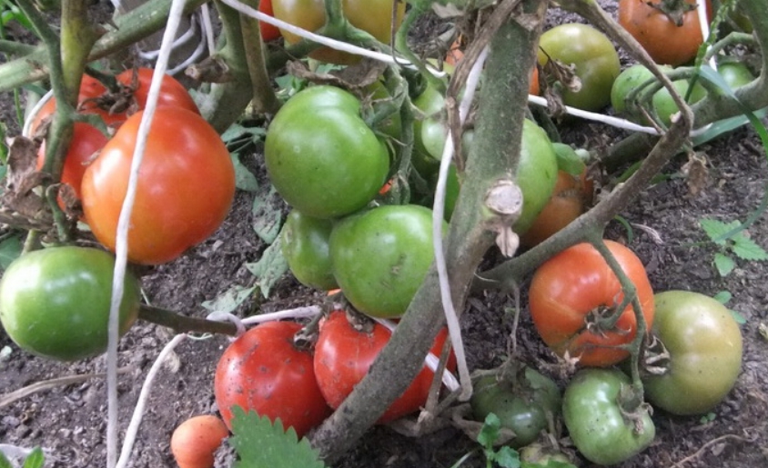 Если томаты лежат на земле, то вероятность их загнивания повышается в десятки раз