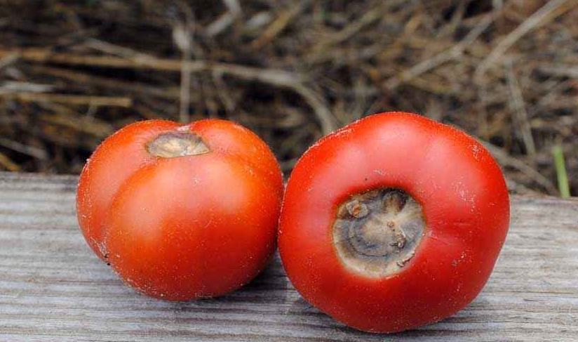 Пораженные томаты нельзя использовать ни в каких целях. Их необходимо собирать и утилизировать
