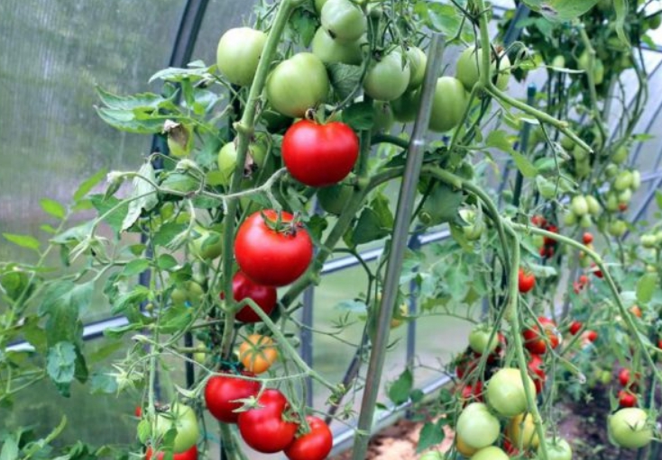Как сажать в теплице помидоры схема посадки