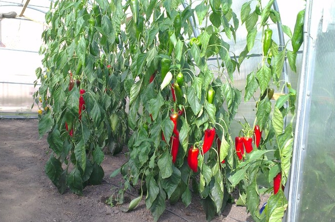 Можно ли выращивать помидоры с перцем в одной теплице
