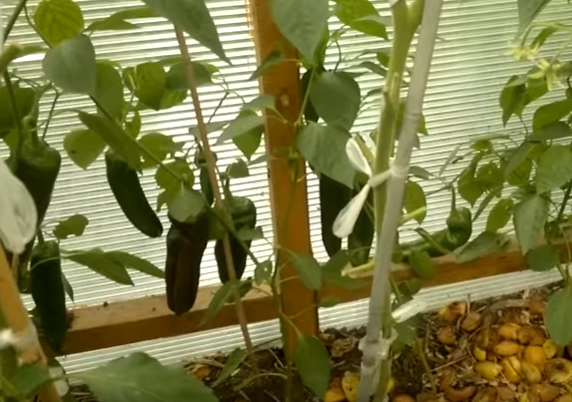Можно ли в одной теплице выращивать томаты и перцы?