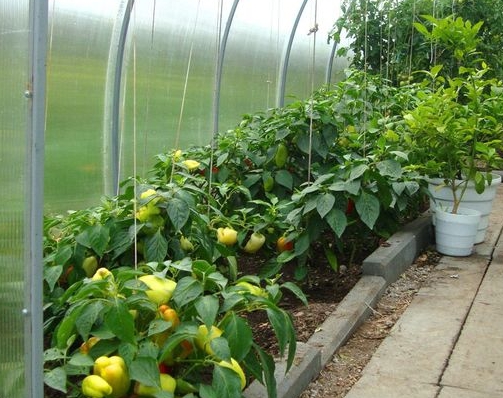 Что можно выращивать в теплице совместно с огурцами?