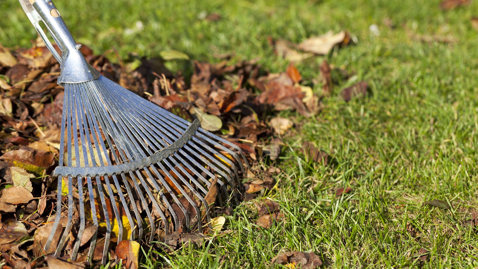 Регулярная уборка опавшей листвы поможет снизить вероятность возникновения вредителей
