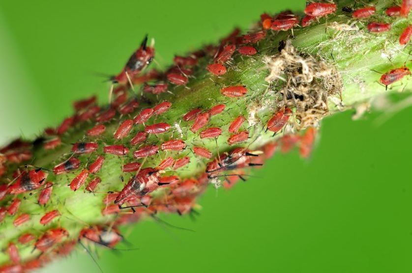 Нередко тля становится причиной появления на малине грибковых и вирусных заболеваний — поедая листву, насекомые ослабляют растения