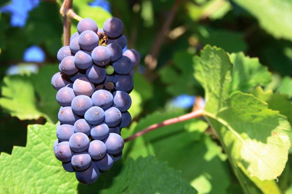 Лучший сорт красного винограда: посадка и уход