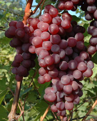 Лучший сорт красного винограда: посадка и уход