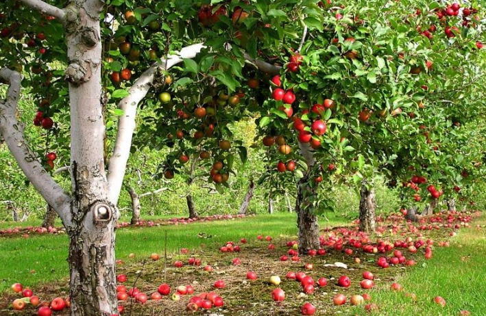 Перезревшие яблоки опадают, поэтому снимать плоды нужно в срок