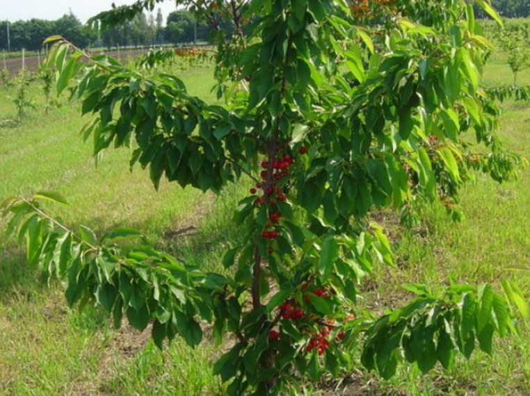 Начало плодоношения приходится на 5-й год, вначале ягод немного, но с каждым сезоном урожай существенно увеличивается