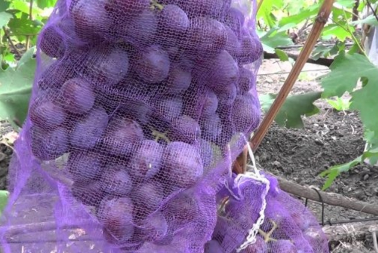 Для защиты гроздей от повреждения осами в период созревания можно использовать специальные защитные мешочки