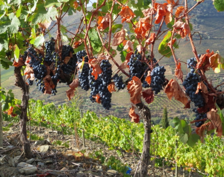 При выращивании в виноградниках формируются компактные растения для простоты ухода и сбора урожая