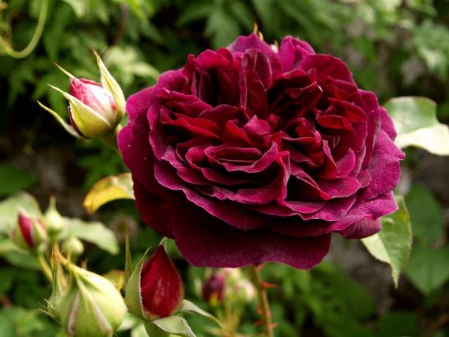 Пионовидная роза бордовая