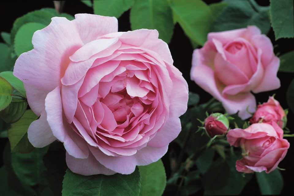 Пионовидная роза бордовая