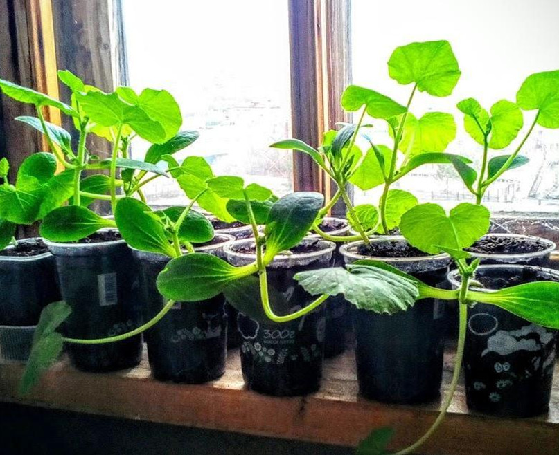 Вырастить рассаду кабачков можно в обычной городской квартире