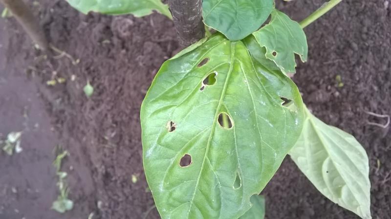 Один из признаков появления колорадского жука – отверстия на листьях
