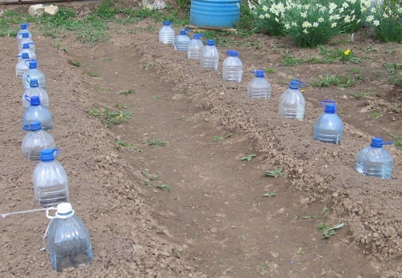 Использование обрезанных пластиковых бутылок или небольших парников позволяет высадить семена заметно раньше