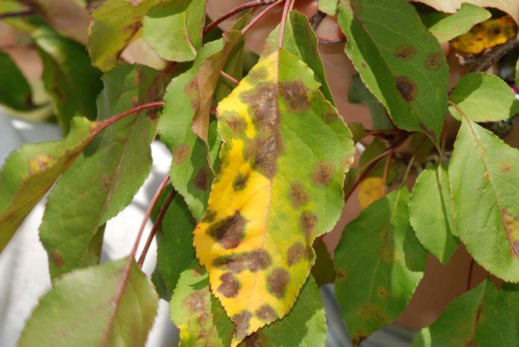 Большинство болезней проявляются в виде пятен на листьях