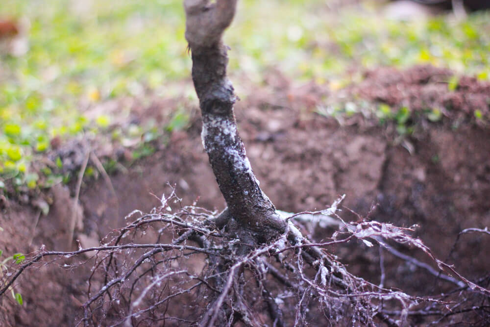 Перед посадкой осмотрите корни – они должны быть чистыми, без повреждений