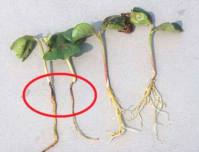 Сравнение здоровых и больных растений – черная перетяжка у корневой ножки и пожелтевшая корневая система без ответвлений