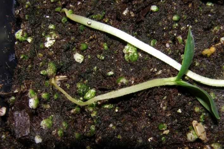 Больные растения часто вытягиваются, а потом просто ложатся, так как истонченный стебель не во состоянии выдержать массу наземной части