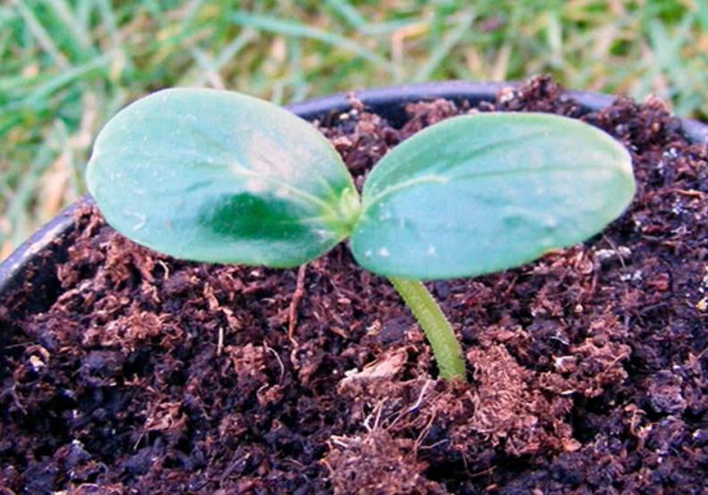Период роста семядольных листьев у овощной культуры – самый опасный с точки зрения поражения черной ножкой