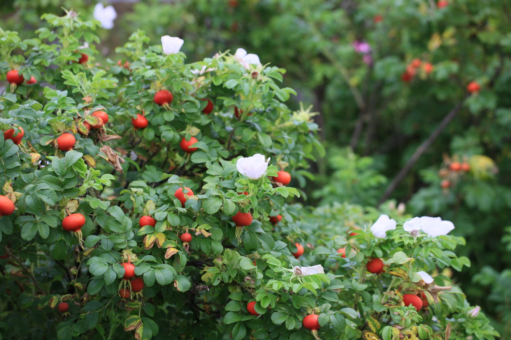 Сорт Овал цветёт почти 2 месяца, за это время успевают вырасти первые плоды