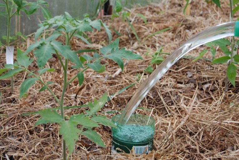 Мульчирование существенно улучшает агрофон в теплице, ведь сырой грунт закрыт от растений и на поверхности не появляются сорняки