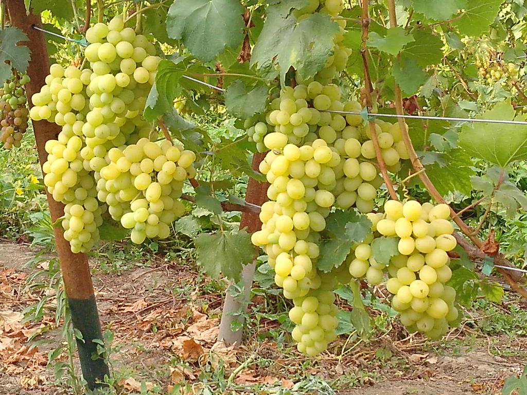 Белый виноград на территории Средней полосы
