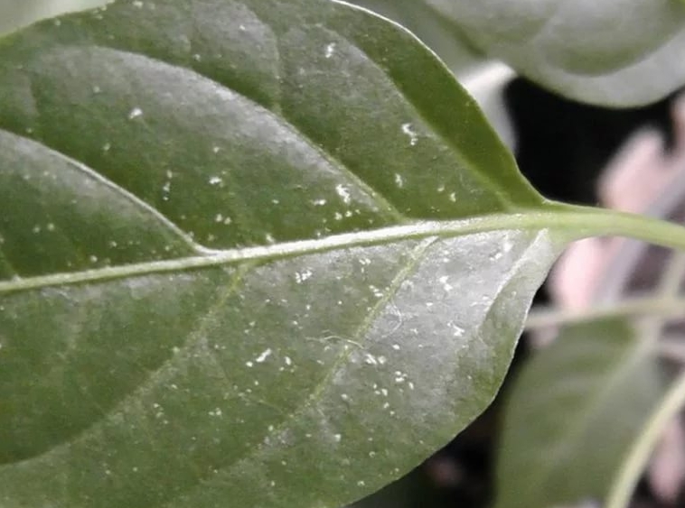 Небольшие белые пятнышки с наружной стороны листовых пластин – первые признаки поражения, по которым можно увидеть проблему на ранней стадии развития