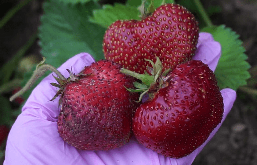 Вес одной ягоды превышает 100 г