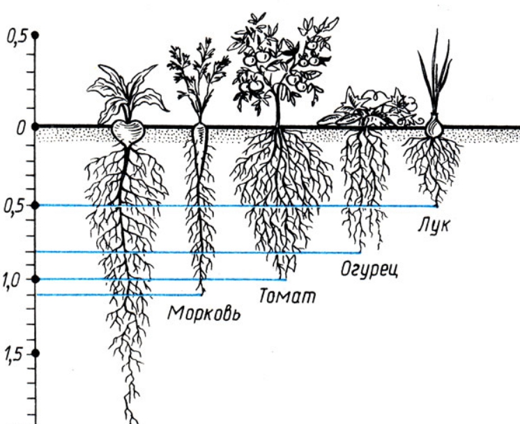 От глубины корневой системы зависит горизонт грунта, откуда растение берет основную часть питательных веществ