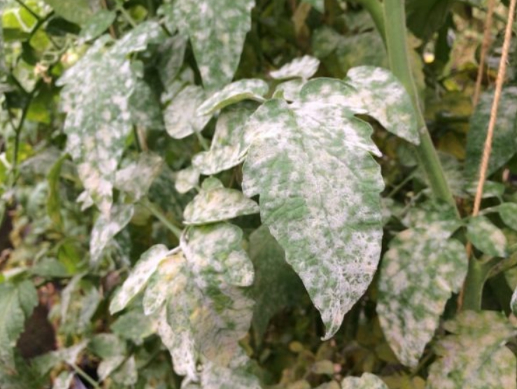 Белесые листья – признак поражения болезнью, поэтому растения требуют срочного лечения